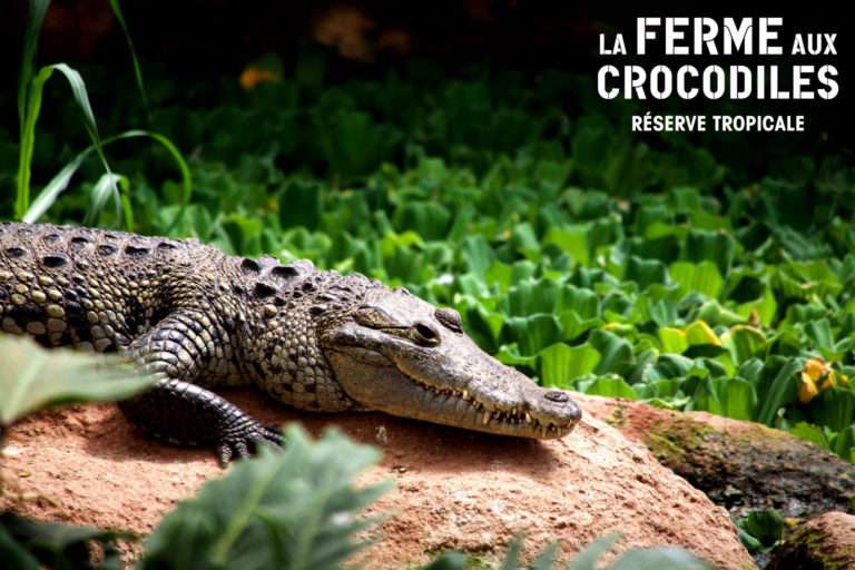 La Ferme aux Crocodiles à Pierrelatte